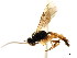  ( - CNCHYM 04811)  @11 [ ] CreativeCommons - Attribution (2011) CNC/CBG Photography Group Centre for Biodiversity Genomics