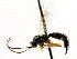  (Ctenochira annulata - CNCHYM 04813)  @11 [ ] CreativeCommons - Attribution (2011) CNC/CBG Photography Group Centre for Biodiversity Genomics
