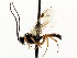  ( - CNCHYM 04820)  @11 [ ] CreativeCommons - Attribution (2011) CNC/CBG Photography Group Centre for Biodiversity Genomics