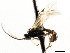  (Ctenochira debilis - CNCHYM 04821)  @11 [ ] CreativeCommons - Attribution (2011) CNC/CBG Photography Group Centre for Biodiversity Genomics