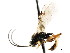  ( - CNCHYM 04838)  @11 [ ] CreativeCommons - Attribution (2011) CNC/CBG Photography Group Centre for Biodiversity Genomics