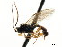 ( - CNCHYM 04893)  @11 [ ] CreativeCommons - Attribution (2011) CNC/CBG Photography Group Centre for Biodiversity Genomics