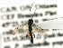 ( - CNCHYM 06123)  @12 [ ] CreativeCommons - Attribution (2011) CNC/CBG Photography Group Centre for Biodiversity Genomics