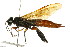  (Sirex - CNCHYM 02495)  @15 [ ] CreativeCommons - Attribution (2011) CNC/CBG Photography Group Centre for Biodiversity Genomics