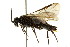  ( - CNCHYM 02619)  @11 [ ] CreativeCommons - Attribution (2011) CNC/CBG Photography Group Centre for Biodiversity Genomics