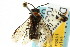  ( - CNCHYM 02631)  @13 [ ] CreativeCommons - Attribution (2011) CNC/CBG Photography Group Centre for Biodiversity Genomics