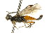  ( - CNCHYM 02689)  @14 [ ] CreativeCommons - Attribution (2011) CNC/CBG Photography Group Centre for Biodiversity Genomics