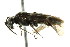  (Dolerus nauticus - CNCHYM 02702)  @14 [ ] CreativeCommons - Attribution (2011) CNC/CBG Photography Group Centre for Biodiversity Genomics