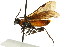  ( - CNCHYM 02715)  @14 [ ] CreativeCommons - Attribution (2011) CNC/CBG Photography Group Centre for Biodiversity Genomics