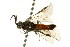  ( - CNCHYM 02720)  @12 [ ] CreativeCommons - Attribution (2011) CNC/CBG Photography Group Centre for Biodiversity Genomics
