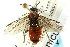  ( - CNCHYM 02722)  @13 [ ] CreativeCommons - Attribution (2011) CNC/CBG Photography Group Centre for Biodiversity Genomics
