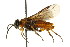 ( - CNCHYM 02724)  @13 [ ] CreativeCommons - Attribution (2011) CNC/CBG Photography Group Centre for Biodiversity Genomics