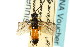  (Dolerus germanicus fuscipennis - CNCHYM 02726)  @13 [ ] CreativeCommons - Attribution (2011) CNC/CBG Photography Group Centre for Biodiversity Genomics