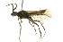  ( - CNCHYM 02733)  @12 [ ] CreativeCommons - Attribution (2011) CNC/CBG Photography Group Centre for Biodiversity Genomics
