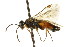  ( - CNCHYM 02746)  @14 [ ] CreativeCommons - Attribution (2011) CNC/CBG Photography Group Centre for Biodiversity Genomics
