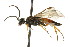  ( - CNCHYM 02747)  @13 [ ] CreativeCommons - Attribution (2011) CNC/CBG Photography Group Centre for Biodiversity Genomics