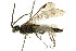  (Dolerus nasutus - CNCHYM 02767)  @14 [ ] CreativeCommons - Attribution (2011) CNC/CBG Photography Group Centre for Biodiversity Genomics