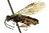  ( - CNCHYM 02849)  @11 [ ] CreativeCommons - Attribution (2011) CNC/CBG Photography Group Centre for Biodiversity Genomics