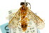  ( - CNCHYM 02879)  @11 [ ] CreativeCommons - Attribution (2011) CNC/CBG Photography Group Centre for Biodiversity Genomics