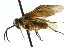  ( - CNCHYM 02899)  @11 [ ] CreativeCommons - Attribution (2011) CNC/CBG Photography Group Centre for Biodiversity Genomics