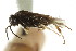  (Caliroa obsoleta - CNCHYM 02947)  @13 [ ] CreativeCommons - Attribution (2011) CNC/CBG Photography Group Centre for Biodiversity Genomics