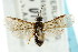  ( - CNCHYM 02952)  @12 [ ] CreativeCommons - Attribution (2011) CNC/CBG Photography Group Centre for Biodiversity Genomics