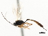  (Cymodusopsis nigricincta - CNCHYM 05719)  @11 [ ] CreativeCommons - Attribution (2011) CNC/CBG Photography Group Centre for Biodiversity Genomics