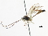  (Lepidura tenebrosa - CNCHYM 03763)  @11 [ ] CreativeCommons - Attribution (2011) CNC/CBG Photography Group Centre for Biodiversity Genomics
