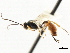  (Lathrostizus modestus - CNCHYM 05578)  @11 [ ] CreativeCommons - Attribution (2011) CNC/CBG Photography Group Centre for Biodiversity Genomics