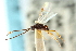  (Cotesia podunkorum - CNCHYM 00660)  @11 [ ] CreativeCommons - Attribution (2011) CNC/CBG Photography Group Centre for Biodiversity Genomics