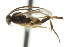  (Diolcogaster xanthaspis - CNCHYM 00888)  @11 [ ] CreativeCommons - Attribution (2011) CNC/CBG Photography Group Centre for Biodiversity Genomics