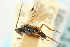  (Microplitis feltiae - CNCHYM 01745)  @11 [ ] CreativeCommons - Attribution (2011) CNC/CBG Photography Group Centre for Biodiversity Genomics