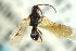  ( - CNCHYM 01769)  @12 [ ] CreativeCommons - Attribution (2011) CNC/CBG Photography Group Centre for Biodiversity Genomics