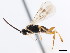  ( - CNCHYM 01616)  @11 [ ] CreativeCommons - Attribution (2011) CNC/CBG Photography Group Centre for Biodiversity Genomics