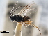  (Microplitis brassicae - CNCHYM 01699)  @11 [ ] CreativeCommons - Attribution (2011) CNC/CBG Photography Group Centre for Biodiversity Genomics