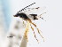  ( - CNCHYM 01983)  @11 [ ] CreativeCommons - Attribution (2011) CNC/CBG Photography Group Centre for Biodiversity Genomics
