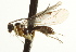  ( - CNCHYM 08466)  @11 [ ] CreativeCommons - Attribution (2012) CNC/CBG Photography Group Centre for Biodiversity Genomics