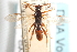  ( - CNCHYM 08689)  @13 [ ] CreativeCommons - Attribution (2011) CNC/CBG Photography Group Centre for Biodiversity Genomics