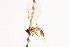  (Proclitus bicolor - CNCHYM 08765)  @11 [ ] CreativeCommons - Attribution (2011) CNC/CBG Photography Group Centre for Biodiversity Genomics