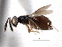  (Dahlbominus fuscipennis - CNCHYM 10026)  @11 [ ] CreativeCommons - Attribution (2012) CNC/CBG Photography Group Centre for Biodiversity Genomics