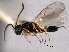  (Sphegigaster grisselli - CNCHYM 017121)  @11 [ ] CreativeCommons - Attribution (2012) CNC/CBG Photography Group Centre for Biodiversity Genomics