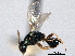  (Sphegigaster salicinus - CNCHYM 017124)  @11 [ ] CreativeCommons - Attribution (2012) CNC/CBG Photography Group Centre for Biodiversity Genomics