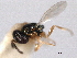  (Trichomalopsis subapterus - CNCHYM 017202)  @11 [ ] CreativeCommons - Attribution (2012) CNC/CBG Photography Group Centre for Biodiversity Genomics
