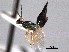  (Trigonoderinae - CNCHYM 017415)  @14 [ ] CreativeCommons - Attribution (2012) CNC/CBG Photography Group Centre for Biodiversity Genomics