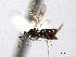  (Ceidae - CNCHYM 10556)  @14 [ ] CreativeCommons - Attribution (2012) CNC/CBG Photography Group Centre for Biodiversity Genomics