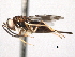  (Diparidae - CNCHYM 10933)  @14 [ ] CreativeCommons - Attribution (2012) CNC/CBG Photography Group Centre for Biodiversity Genomics
