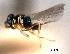  (Halticoptera tahoensis - CNCHYM 10993)  @11 [ ] CreativeCommons - Attribution (2012) CNC/CBG Photography Group Centre for Biodiversity Genomics