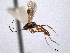  (Pristomerus alamonus - CNCHYM 012331)  @11 [ ] CreativeCommons - Attribution (2012) CNC/CBG Photography Group Centre for Biodiversity Genomics