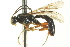  (Chorinaeus californicus - CNCHYM 013169)  @11 [ ] CreativeCommons - Attribution (2012) CNC/CBG Photography Group Centre for Biodiversity Genomics