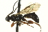  (Triclistus brunnipes - CNCHYM 014681)  @14 [ ] CreativeCommons - Attribution (2012) CNC/CBG Photography Group Centre for Biodiversity Genomics